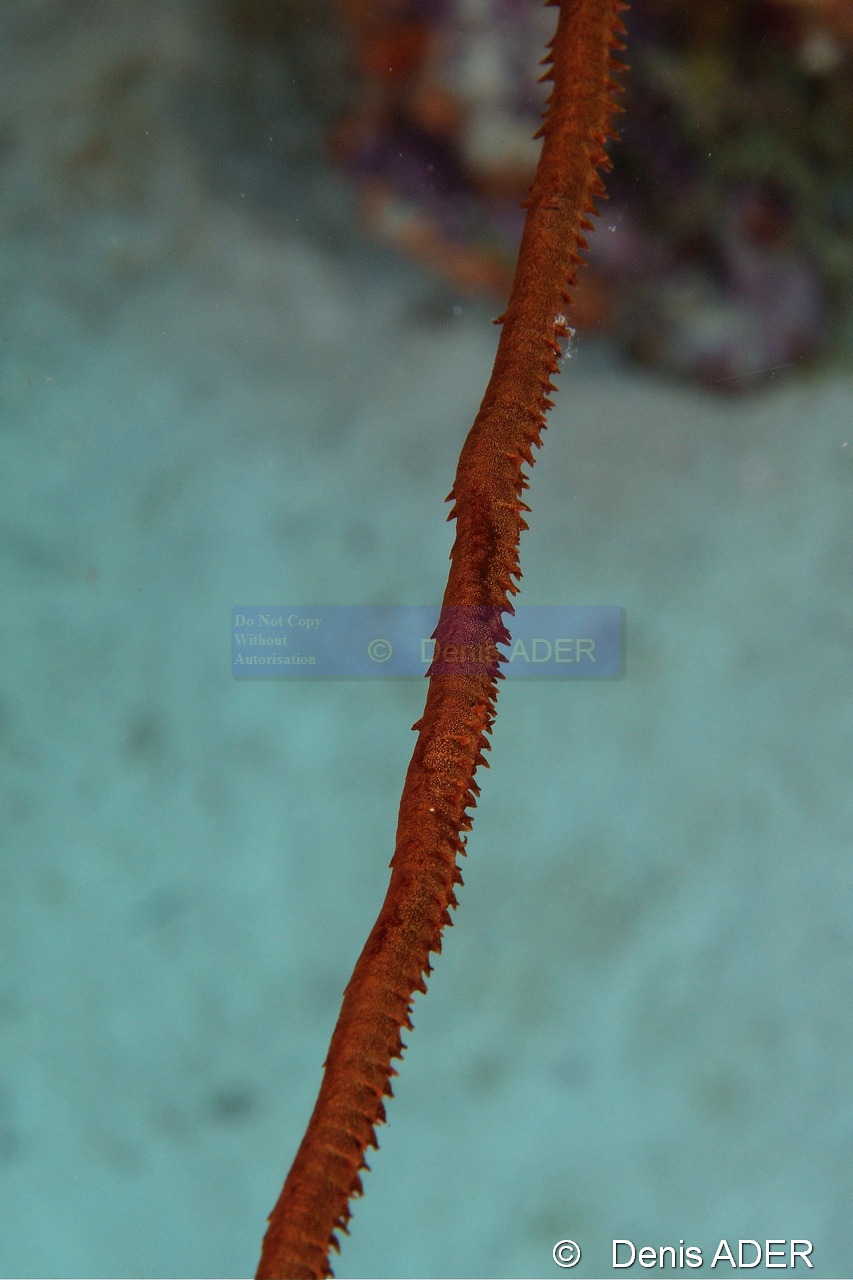 Cirrhipathes leutkeni corail fil de fer-Bonaire Sharon serenity-19m-20180218-Denis-ADER-DSC_6623_tn.jpg